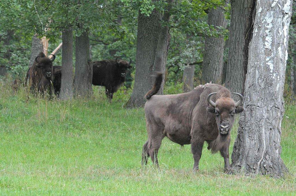 Bò rừng Bison tại Białowieża